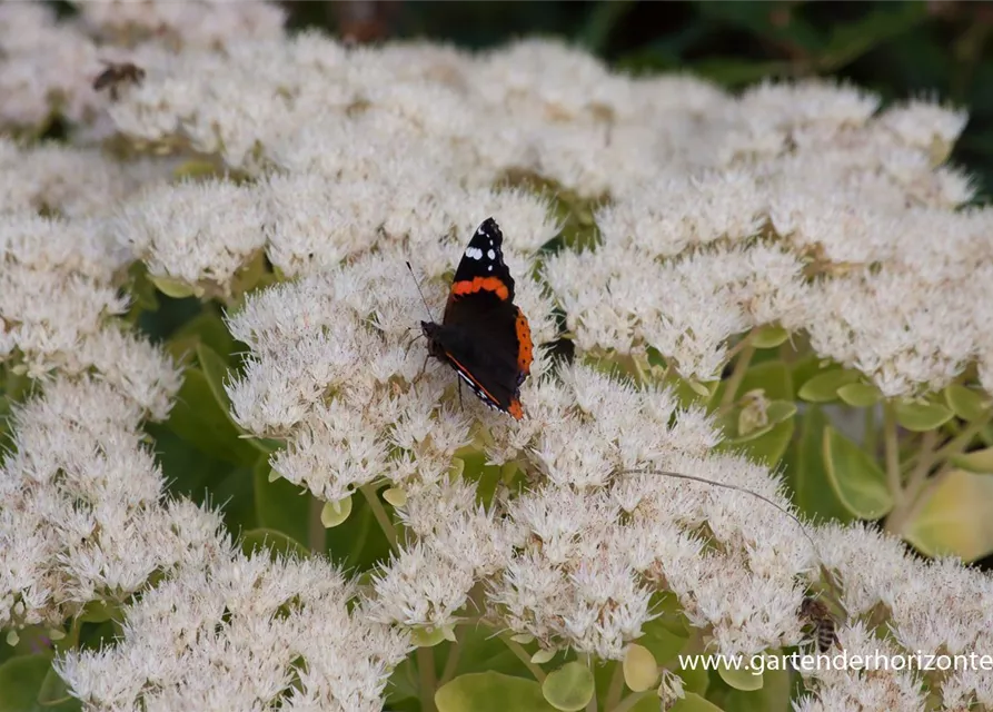 Prächtiges Garten-Fettblatt 'Iceberg'