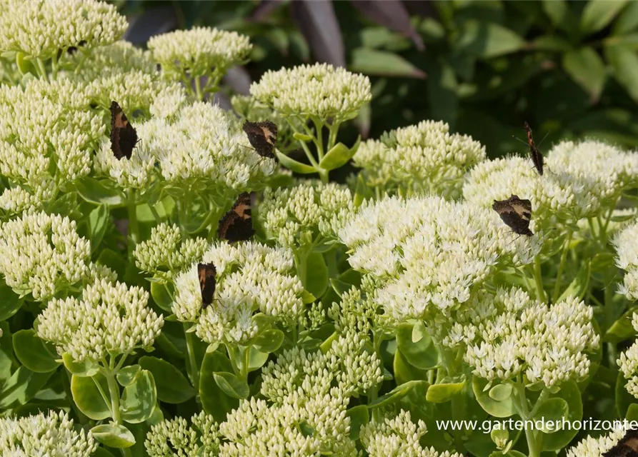 Prächtiges Garten-Fettblatt 'Iceberg'