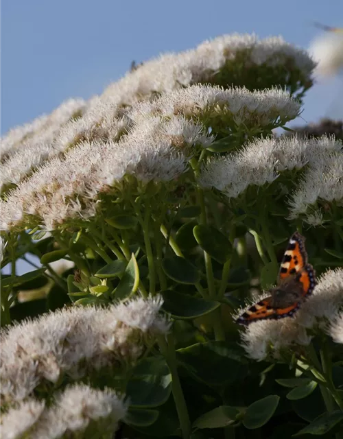 Prächtiges Garten-Fettblatt 'Stardust'