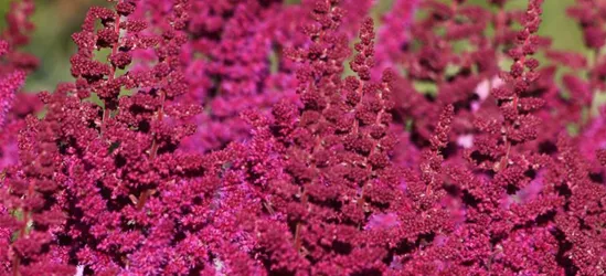 Garten-Prachtspiere 'Visions in Red'®