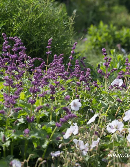 Quirlblütiger Garten-Salbei 'Purple Rain'