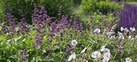 Quirlblütiger Garten-Salbei 'Purple Rain'