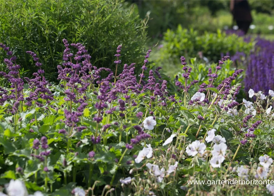 Quirlblütiger Garten-Salbei 'Purple Rain'