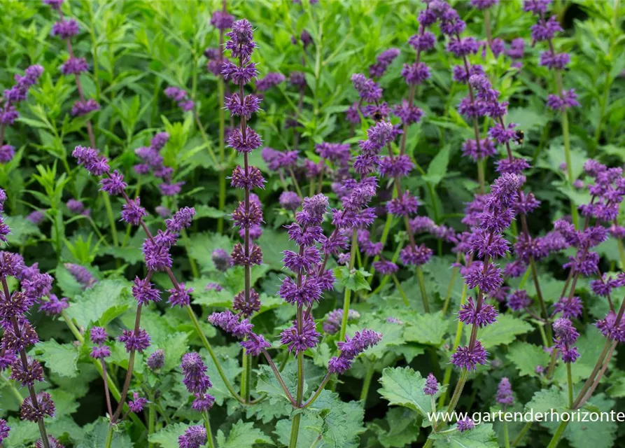 Quirlblütiger Garten-Salbei 'Purple Rain'