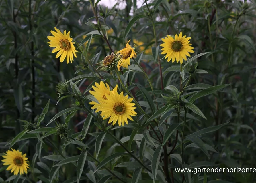 Riesen-Sonnenblume 'Simon Wiesenthal'