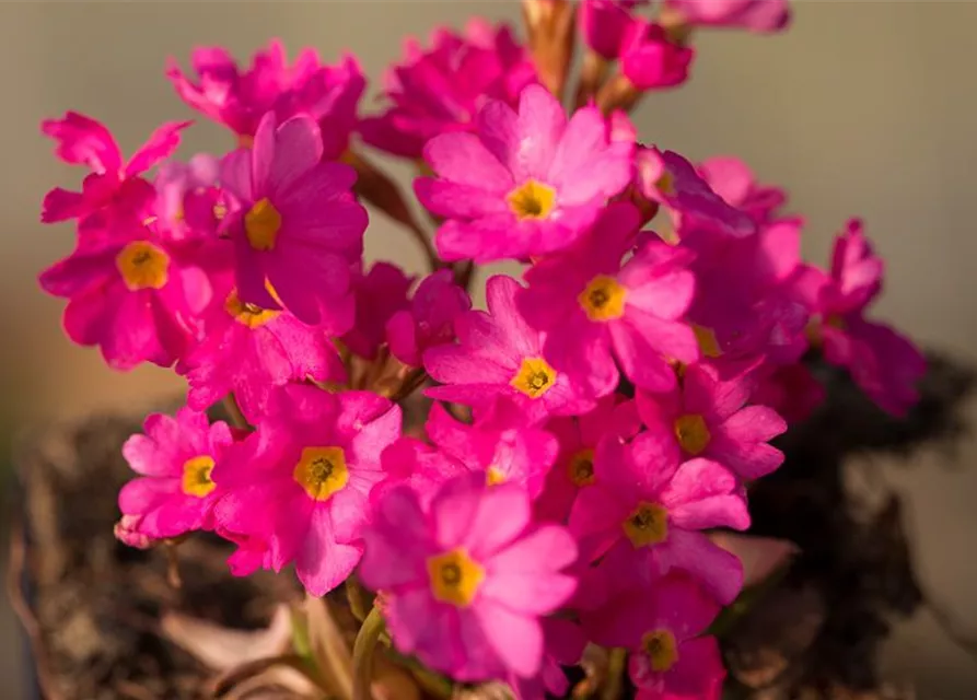 Rosen-Schlüsselblume