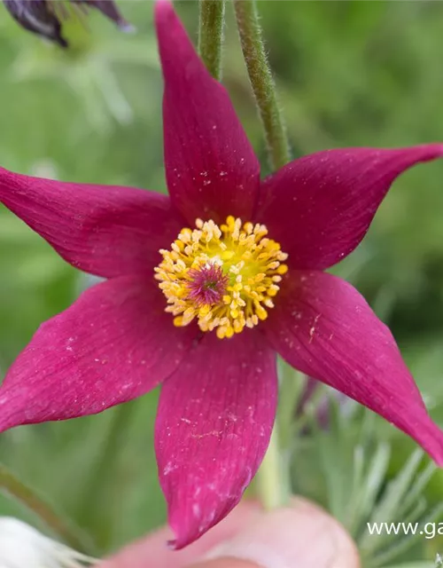 Rotblühende Garten-Kuhschelle 'Rote Glocke'