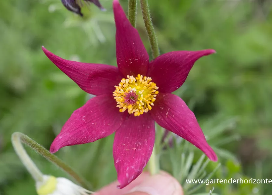 Rotblühende Garten-Kuhschelle 'Rote Glocke'