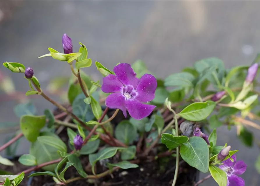 Rotblühendes Immergrün 'Atropurpurea'