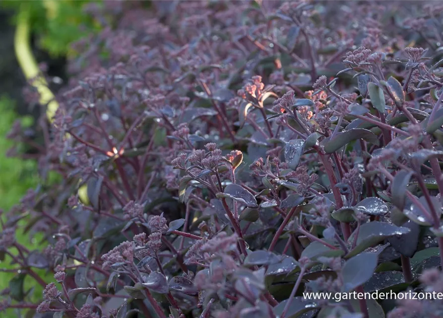 Rotbraunblättriges Garten-Fettblatt 'Xenox'®