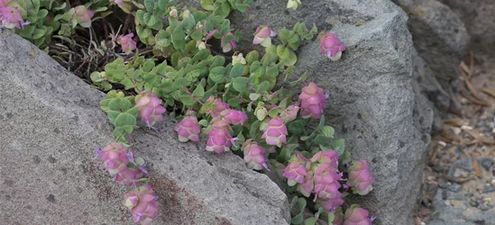 Rundblättriger Garten-Dost 'Kent Beauty'