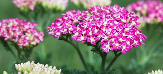 Schafgarbe 'Cerise Queen'