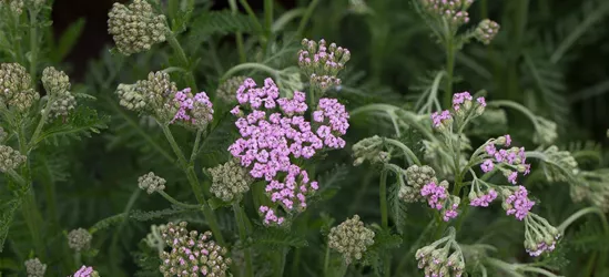 Schafgarbe 'Lilac Beauty'