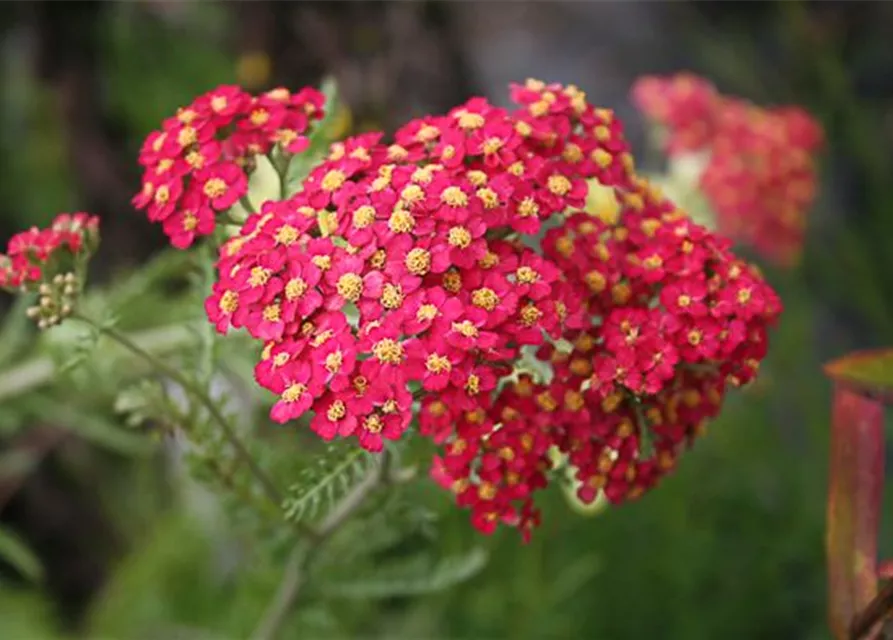 Schafgarbe 'Paprika'