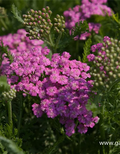 Schafgarbe 'Pink Grapefruit'