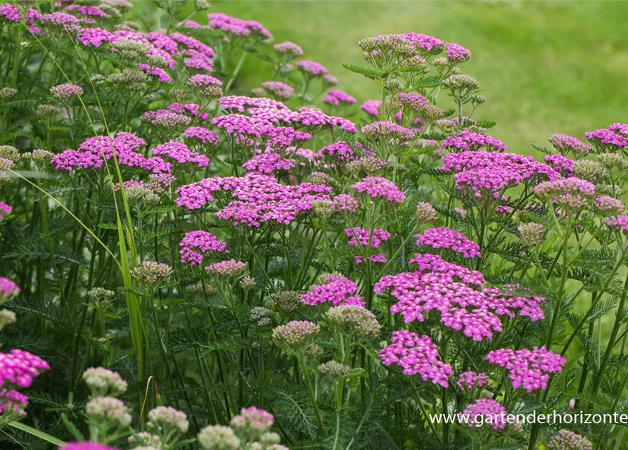 Schafgarbe 'Pretty Belinda'®