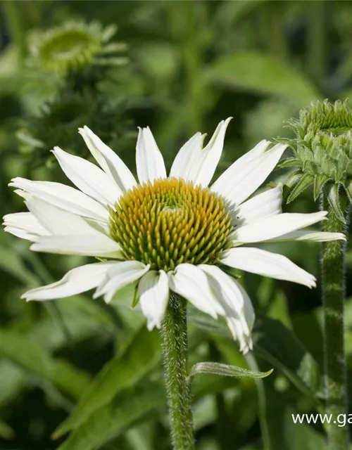 Scheinsonnenhut 'White Swan'