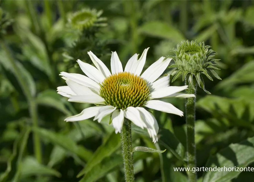 Scheinsonnenhut 'White Swan'