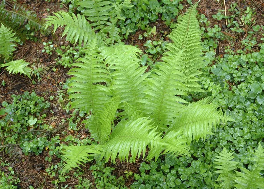 Schmale Garten-Filigranfarn 'Proliferum'