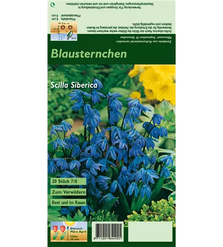 Sibirischer Blaustern