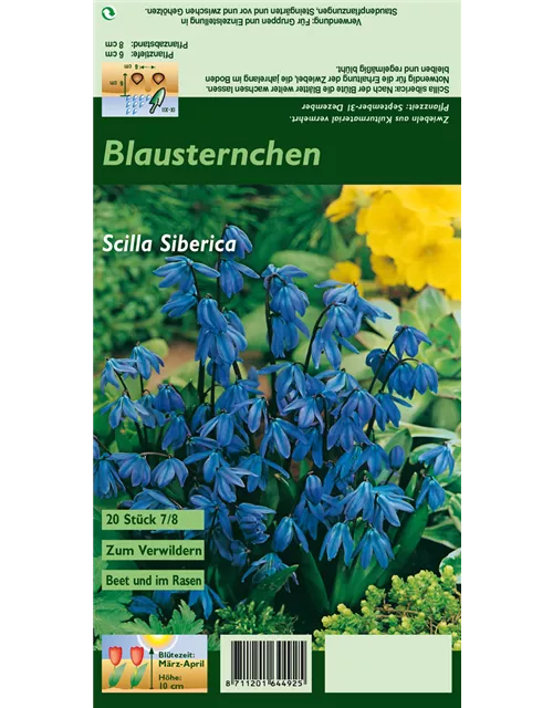 Blumenzwiebel Set 'Blue Star'