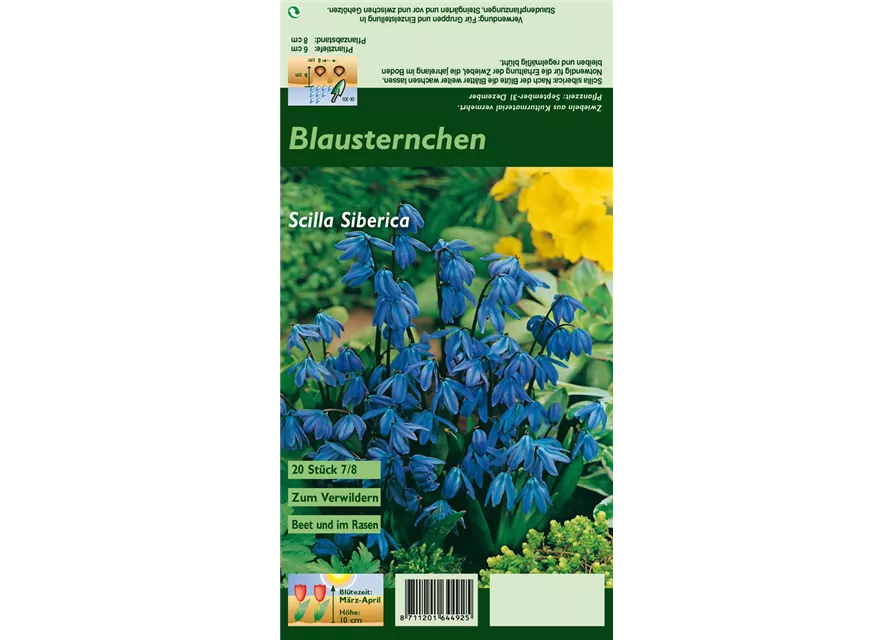 Blumenzwiebel Set 'Blue Star'