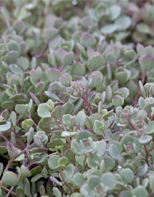 Sedum cauticola