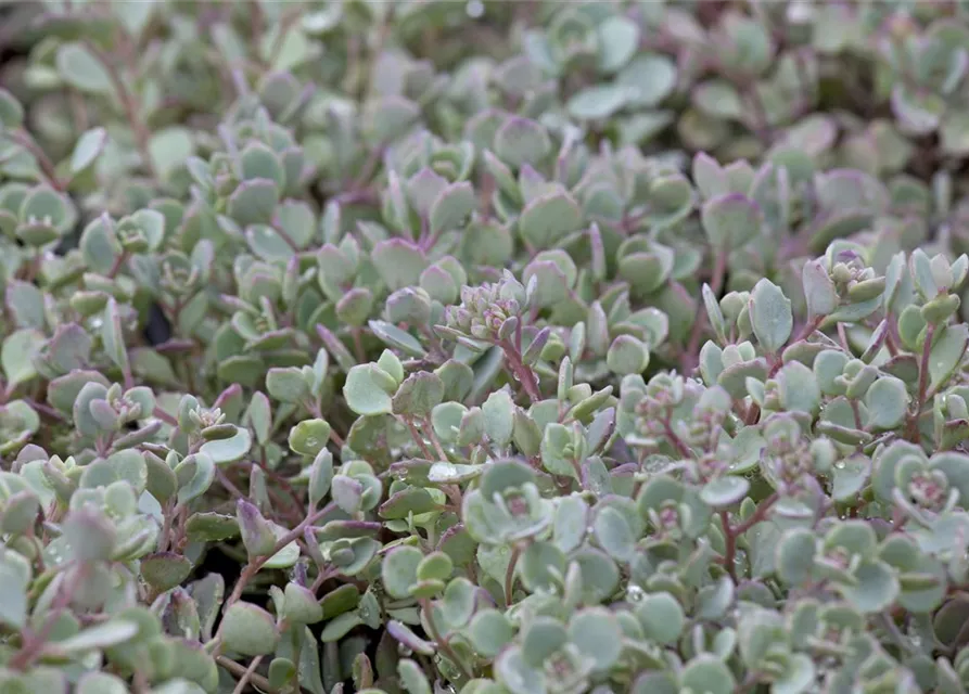 Sedum cauticola