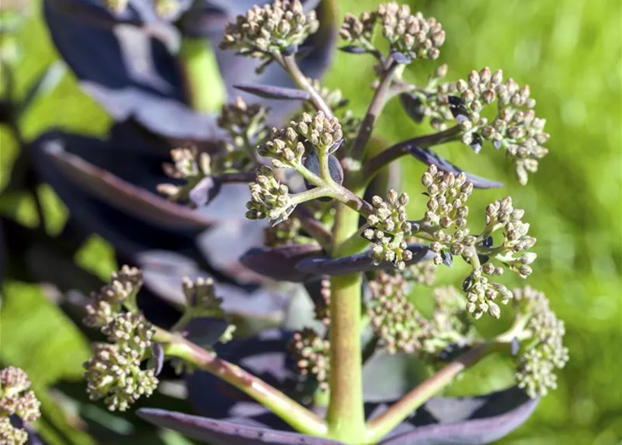 Sedum cauticola