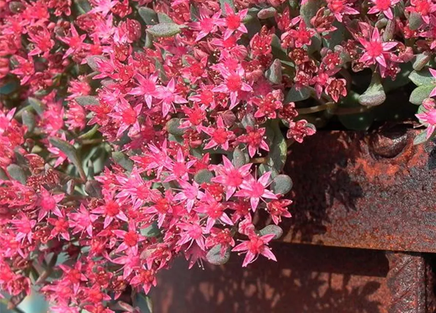 Sedum cauticola