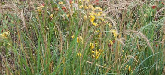 Silberährengras 'Algäu'