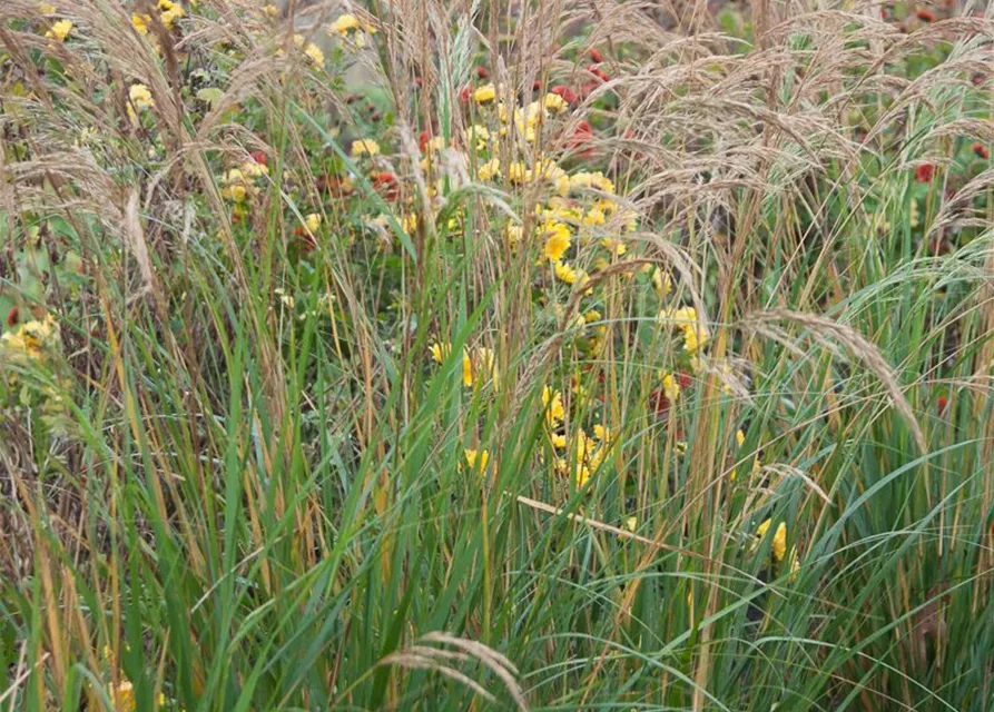 Silberährengras 'Algäu'