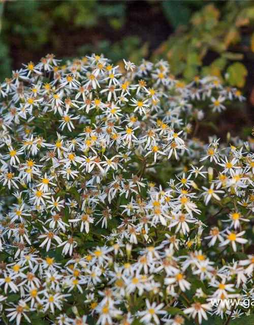 Sperrige Aster