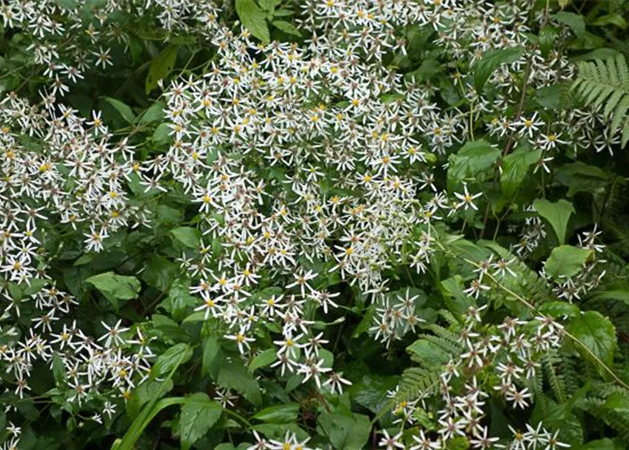 Sperrige Aster