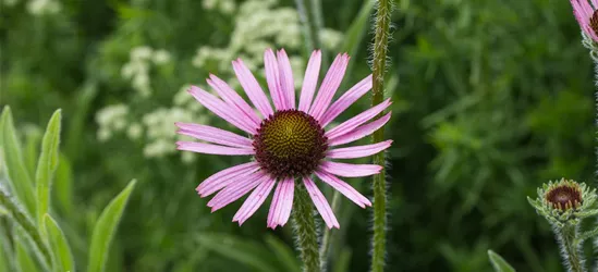 Tennessee-Garten-Scheinsonnenhut 'Rocky Top'