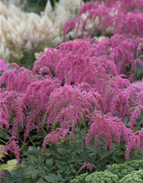 Thunbergs Garten-Prachtspiere 'Straußenfeder'