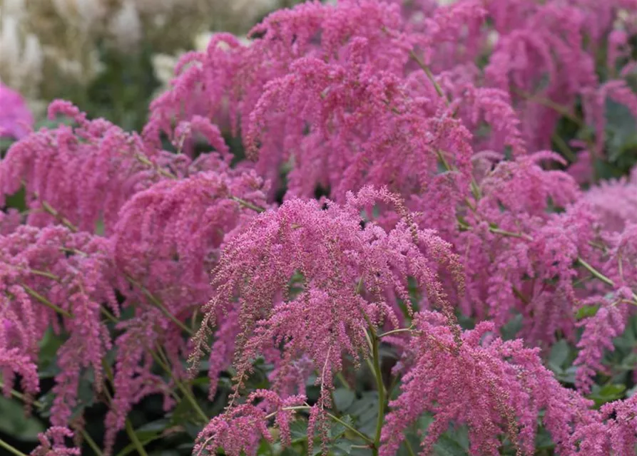 Thunbergs Garten-Prachtspiere 'Straußenfeder'