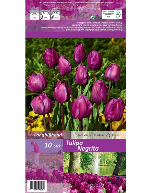 Blumenzwiebel Set ' Violet Queens'