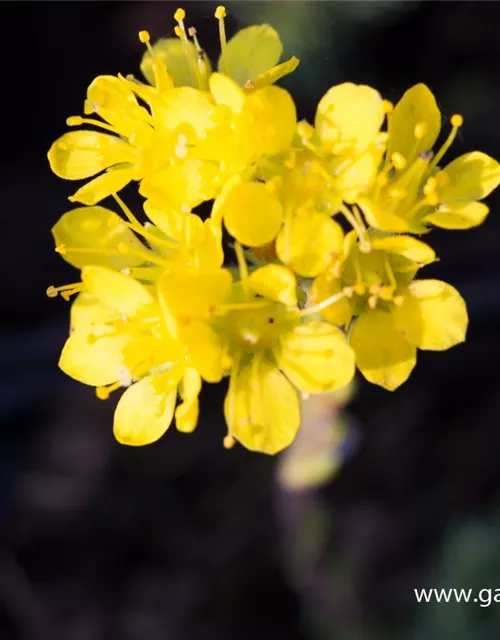 Vorfrühlings-Steinbrech 'Fosters Gold'