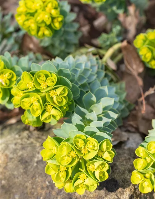 Euphorbia myrsinites