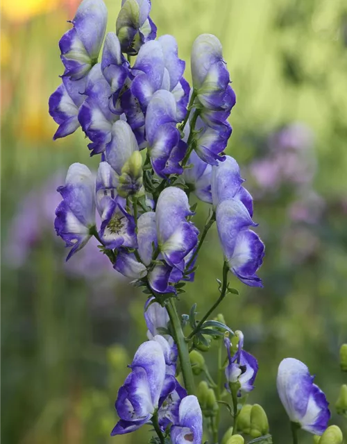 Weiß-blauer Eisenhut 'Bicolor'