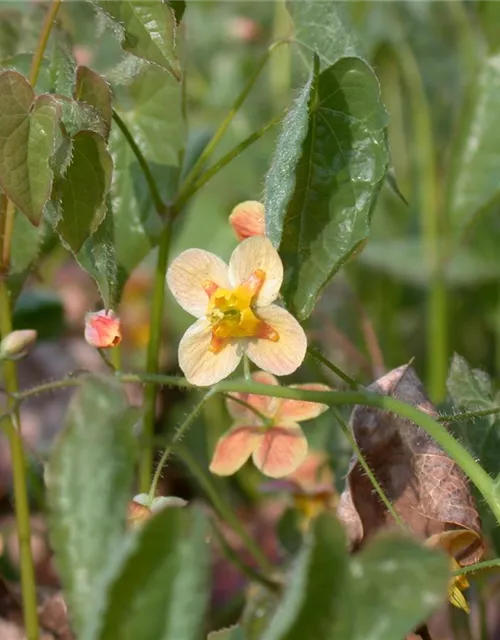 Warley-Garten-Elfenblume 'Orangekönigin'