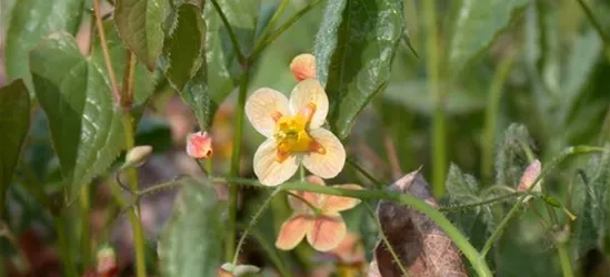 Warley-Garten-Elfenblume 'Orangekönigin'