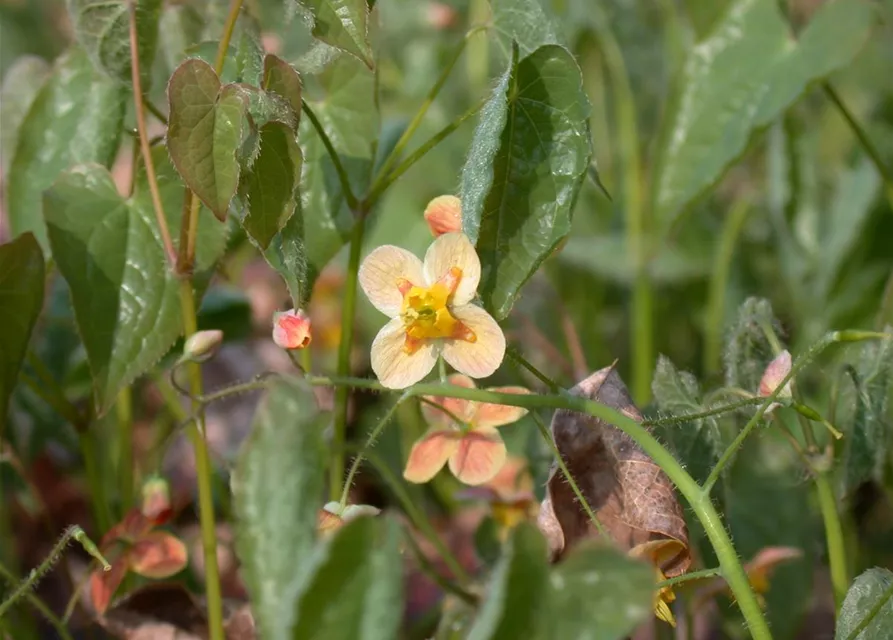 Warley-Garten-Elfenblume 'Orangekönigin'