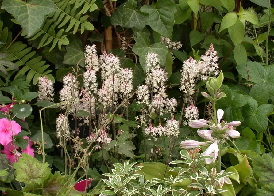 Zipfelblättrige Garten-Schaumblüte