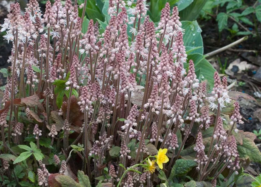 Zipfelblättrige Garten-Schaumblüte 'Pink Skyrocket'