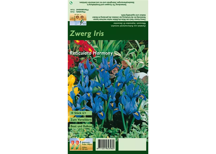 Blumenzwiebel Set 'Blue Star'