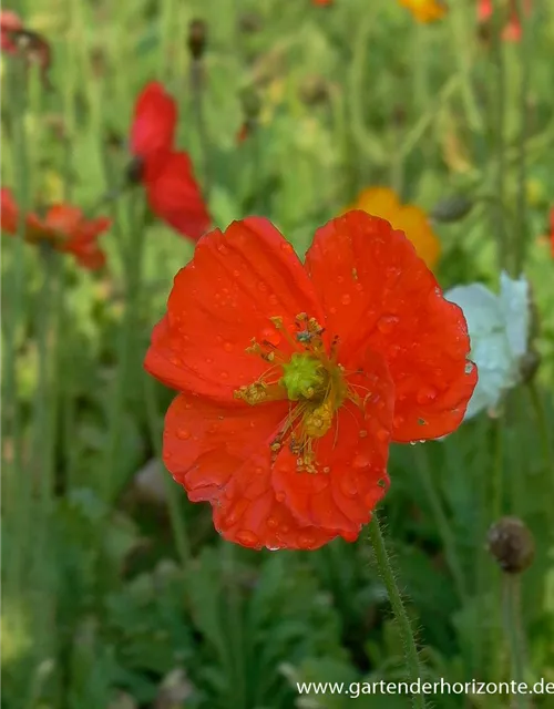 Zwergiger Garten-Mohn 'Gartenzwerg'