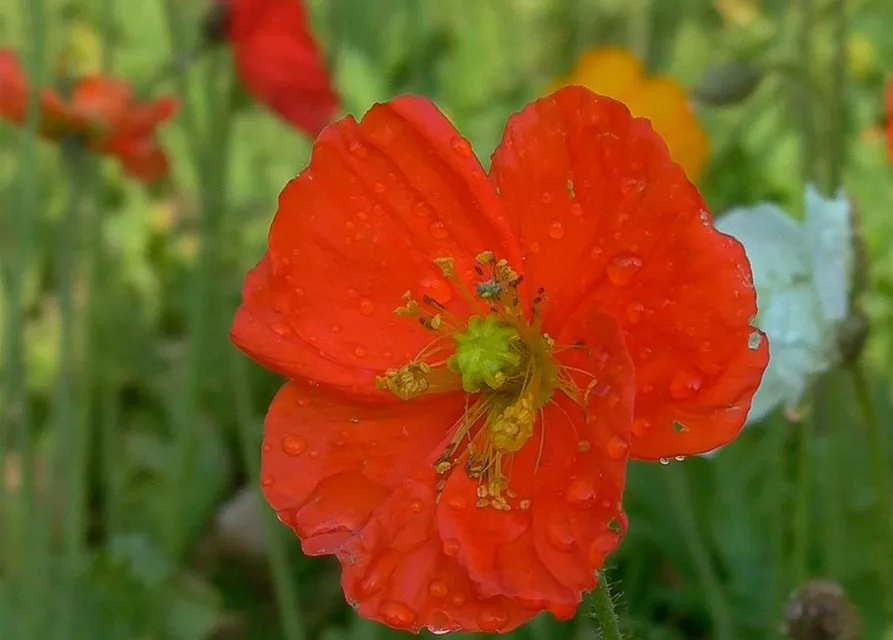 Zwergiger Garten-Mohn 'Gartenzwerg'