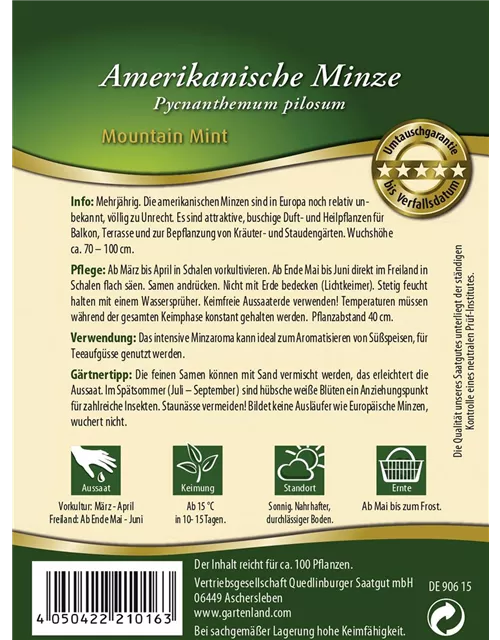 Amerikanische Minze-Samen 'Mountain Mint'